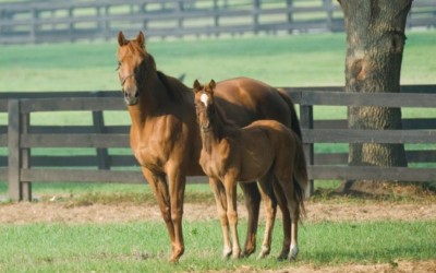 Pre-breeding Management of the Mare