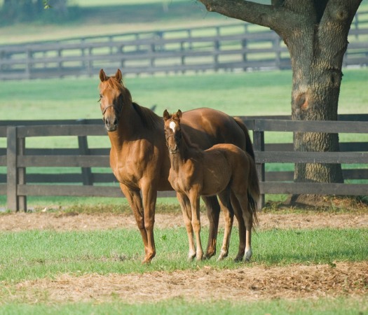 Pre-breeding Management of the Mare