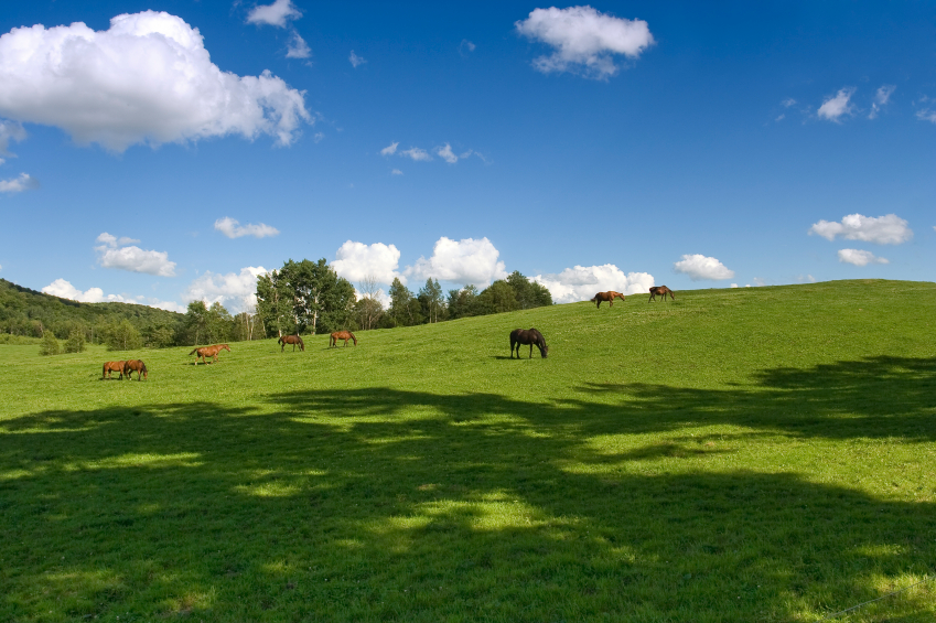 Worm control in horses. And the importance of faecal egg counts.